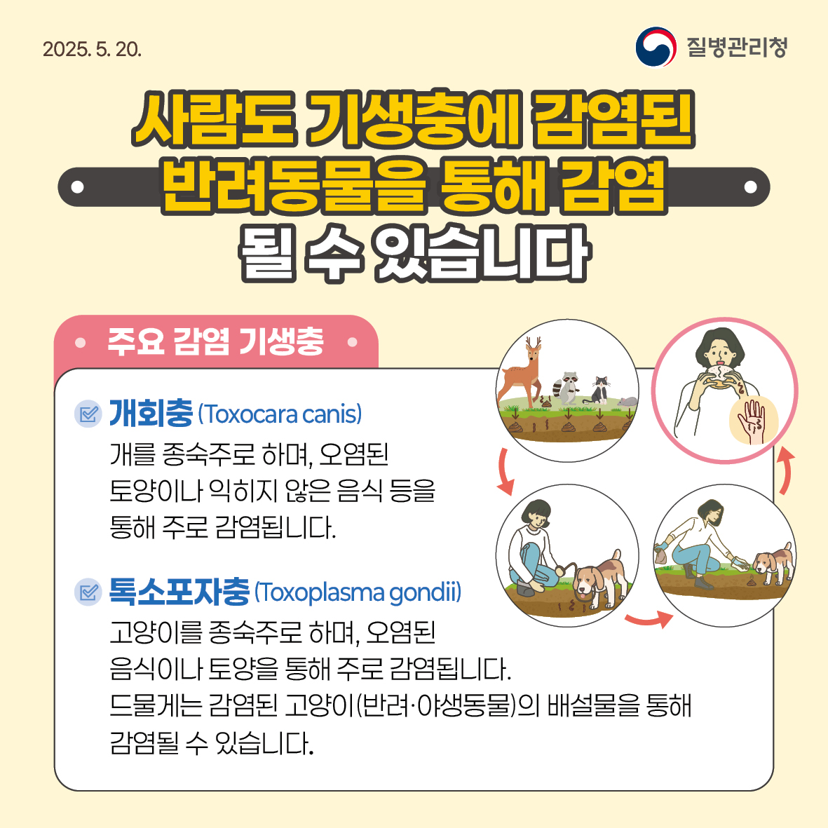 반려동물 기생충 감염병 예방수칙 안내 이미지2