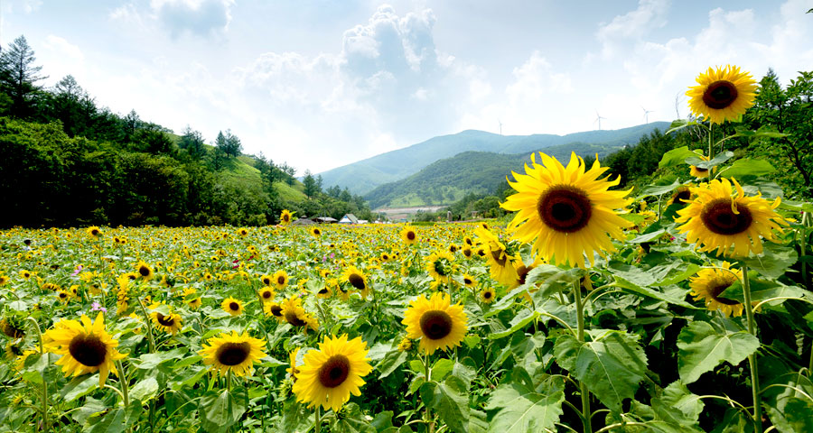 Sunflower Festival image